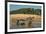 Yacare caiman (Caiman yacare) on river bank, Cuiaba River, Pantanal, Brazil-Jeff Foott-Framed Photographic Print