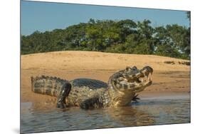 Yacare caiman (Caiman yacare) on river bank, Cuiaba River, Pantanal, Brazil-Jeff Foott-Mounted Photographic Print