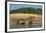 Yacare caiman (Caiman yacare) on river bank, Cuiaba River, Pantanal, Brazil-Jeff Foott-Framed Photographic Print