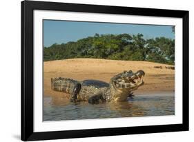 Yacare caiman (Caiman yacare) on river bank, Cuiaba River, Pantanal, Brazil-Jeff Foott-Framed Photographic Print