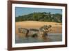 Yacare caiman (Caiman yacare) on river bank, Cuiaba River, Pantanal, Brazil-Jeff Foott-Framed Photographic Print