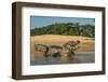 Yacare caiman (Caiman yacare) on river bank, Cuiaba River, Pantanal, Brazil-Jeff Foott-Framed Photographic Print