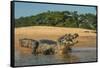Yacare caiman (Caiman yacare) on river bank, Cuiaba River, Pantanal, Brazil-Jeff Foott-Framed Stretched Canvas
