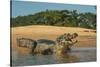 Yacare caiman (Caiman yacare) on river bank, Cuiaba River, Pantanal, Brazil-Jeff Foott-Stretched Canvas