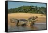 Yacare caiman (Caiman yacare) on river bank, Cuiaba River, Pantanal, Brazil-Jeff Foott-Framed Stretched Canvas