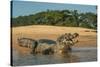 Yacare caiman (Caiman yacare) on river bank, Cuiaba River, Pantanal, Brazil-Jeff Foott-Stretched Canvas
