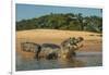 Yacare caiman (Caiman yacare) on river bank, Cuiaba River, Pantanal, Brazil-Jeff Foott-Framed Photographic Print