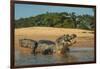 Yacare caiman (Caiman yacare) on river bank, Cuiaba River, Pantanal, Brazil-Jeff Foott-Framed Photographic Print