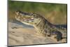 Yacare caiman (Caiman yacare) on river bank, Cuiaba River, Pantanal, Brazil-Jeff Foott-Mounted Photographic Print