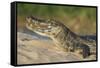 Yacare caiman (Caiman yacare) on river bank, Cuiaba River, Pantanal, Brazil-Jeff Foott-Framed Stretched Canvas