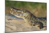 Yacare caiman (Caiman yacare) on river bank, Cuiaba River, Pantanal, Brazil-Jeff Foott-Mounted Photographic Print