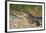 Yacare caiman (Caiman yacare) on river bank, Cuiaba River, Pantanal, Brazil-Jeff Foott-Framed Premium Photographic Print