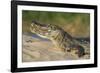 Yacare caiman (Caiman yacare) on river bank, Cuiaba River, Pantanal, Brazil-Jeff Foott-Framed Premium Photographic Print