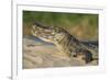 Yacare caiman (Caiman yacare) on river bank, Cuiaba River, Pantanal, Brazil-Jeff Foott-Framed Photographic Print