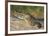 Yacare caiman (Caiman yacare) on river bank, Cuiaba River, Pantanal, Brazil-Jeff Foott-Framed Photographic Print