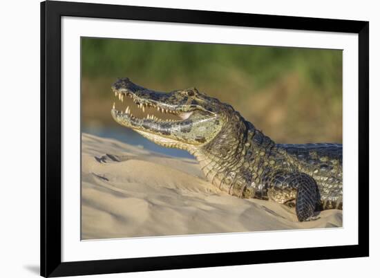 Yacare caiman (Caiman yacare) on river bank, Cuiaba River, Pantanal, Brazil-Jeff Foott-Framed Photographic Print