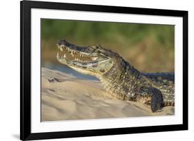 Yacare caiman (Caiman yacare) on river bank, Cuiaba River, Pantanal, Brazil-Jeff Foott-Framed Photographic Print