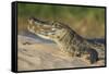 Yacare caiman (Caiman yacare) on river bank, Cuiaba River, Pantanal, Brazil-Jeff Foott-Framed Stretched Canvas