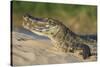 Yacare caiman (Caiman yacare) on river bank, Cuiaba River, Pantanal, Brazil-Jeff Foott-Stretched Canvas