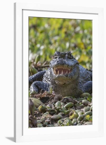 Yacare caiman, (Caiman yacare) Pantanal Matogrossense National Park, Pantanal, Brazil-Jeff Foott-Framed Photographic Print