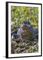 Yacare caiman, (Caiman yacare) Pantanal Matogrossense National Park, Pantanal, Brazil-Jeff Foott-Framed Photographic Print