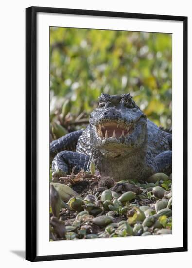 Yacare caiman, (Caiman yacare) Pantanal Matogrossense National Park, Pantanal, Brazil-Jeff Foott-Framed Photographic Print