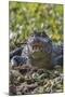 Yacare caiman, (Caiman yacare) Pantanal Matogrossense National Park, Pantanal, Brazil-Jeff Foott-Mounted Photographic Print