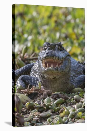 Yacare caiman, (Caiman yacare) Pantanal Matogrossense National Park, Pantanal, Brazil-Jeff Foott-Stretched Canvas