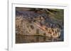 Yacare Caiman, (Caiman yacare) Pantanal Matogrossense National Park, Pantanal, Brazil-Jeff Foott-Framed Photographic Print