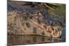 Yacare Caiman, (Caiman yacare) Pantanal Matogrossense National Park, Pantanal, Brazil-Jeff Foott-Mounted Photographic Print