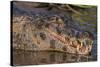 Yacare Caiman, (Caiman yacare) Pantanal Matogrossense National Park, Pantanal, Brazil-Jeff Foott-Stretched Canvas