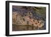 Yacare Caiman, (Caiman yacare) Pantanal Matogrossense National Park, Pantanal, Brazil-Jeff Foott-Framed Photographic Print