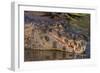 Yacare Caiman, (Caiman yacare) Pantanal Matogrossense National Park, Pantanal, Brazil-Jeff Foott-Framed Photographic Print