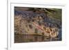 Yacare Caiman, (Caiman yacare) Pantanal Matogrossense National Park, Pantanal, Brazil-Jeff Foott-Framed Photographic Print