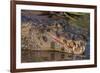 Yacare Caiman, (Caiman yacare) Pantanal Matogrossense National Park, Pantanal, Brazil-Jeff Foott-Framed Photographic Print