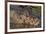 Yacare Caiman, (Caiman yacare) Pantanal Matogrossense National Park, Pantanal, Brazil-Jeff Foott-Framed Photographic Print