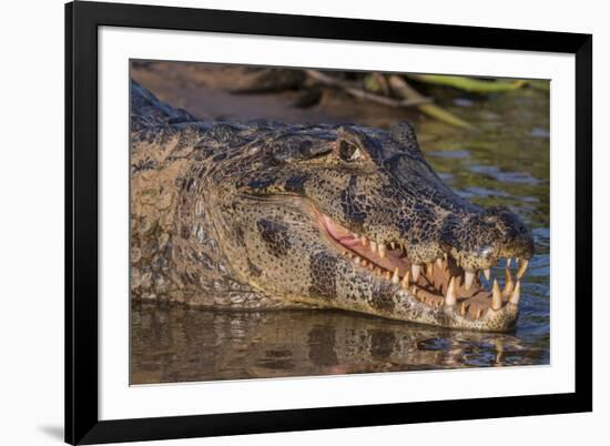 Yacare Caiman, (Caiman yacare) Pantanal Matogrossense National Park, Pantanal, Brazil-Jeff Foott-Framed Photographic Print