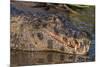 Yacare Caiman, (Caiman yacare) Pantanal Matogrossense National Park, Pantanal, Brazil-Jeff Foott-Mounted Photographic Print