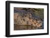 Yacare Caiman, (Caiman yacare) Pantanal Matogrossense National Park, Pantanal, Brazil-Jeff Foott-Framed Photographic Print