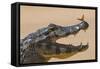 Yacare caiman (Caiman yacare) with butterfly on snout, Cuiaba River, Pantanal, Brazil-Jeff Foott-Framed Stretched Canvas