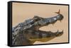 Yacare caiman (Caiman yacare) with butterfly on snout, Cuiaba River, Pantanal, Brazil-Jeff Foott-Framed Stretched Canvas