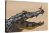 Yacare caiman (Caiman yacare) with butterfly on snout, Cuiaba River, Pantanal, Brazil-Jeff Foott-Stretched Canvas