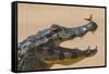 Yacare caiman (Caiman yacare) with butterfly on snout, Cuiaba River, Pantanal, Brazil-Jeff Foott-Framed Stretched Canvas