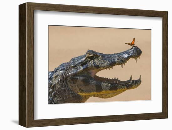 Yacare caiman (Caiman yacare) with butterfly on snout, Cuiaba River, Pantanal, Brazil-Jeff Foott-Framed Photographic Print