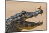 Yacare caiman (Caiman yacare) with butterfly on snout, Cuiaba River, Pantanal, Brazil-Jeff Foott-Mounted Photographic Print