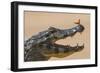 Yacare caiman (Caiman yacare) with butterfly on snout, Cuiaba River, Pantanal, Brazil-Jeff Foott-Framed Photographic Print