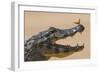 Yacare caiman (Caiman yacare) with butterfly on snout, Cuiaba River, Pantanal, Brazil-Jeff Foott-Framed Photographic Print