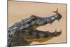 Yacare caiman (Caiman yacare) with butterfly on snout, Cuiaba River, Pantanal, Brazil-Jeff Foott-Mounted Photographic Print