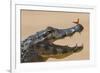 Yacare caiman (Caiman yacare) with butterfly on snout, Cuiaba River, Pantanal, Brazil-Jeff Foott-Framed Photographic Print