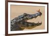 Yacare caiman (Caiman yacare) with butterfly on snout, Cuiaba River, Pantanal, Brazil-Jeff Foott-Framed Photographic Print